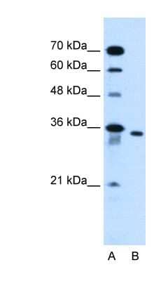 Western Blot SLC25A32 Antibody - BSA Free
