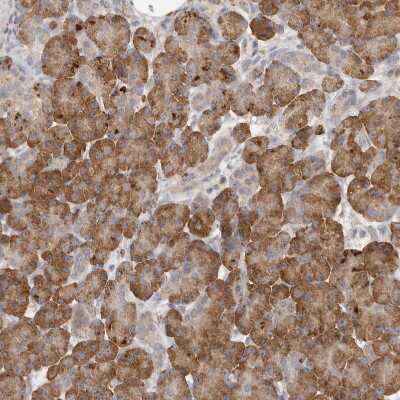 Immunohistochemistry-Paraffin: SLC25A36 Antibody [NBP1-84617] - Staining of human Pancreas shows strong granular cytoplasmic positivity in exocrine glandular cells.