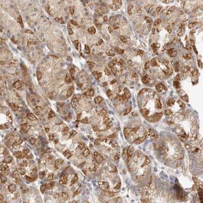 Immunohistochemistry-Paraffin: SLC25A36 Antibody [NBP1-84617] - Staining of human Stomach shows strong granular cytoplasmic positivity in glandular and chief cells.