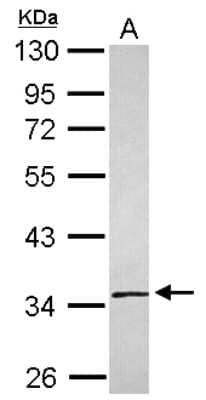 Western Blot SLC25A36 Antibody