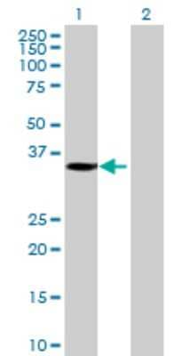 Western Blot: SLC25A42 Antibody [H00284439-B01P] - Analysis of MGC26694 expression in transfected 293T cell line by MGC26694 polyclonal antibody.  Lane 1: MGC26694 transfected lysate(34.98 KDa). Lane 2: Non-transfected lysate.