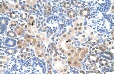 Immunohistochemistry-Paraffin SLC25A45 Antibody - BSA Free