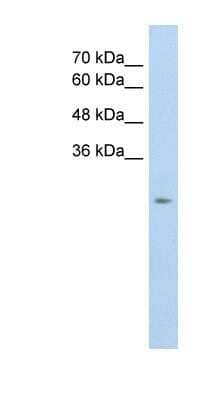 Western Blot SLC25A45 Antibody - BSA Free
