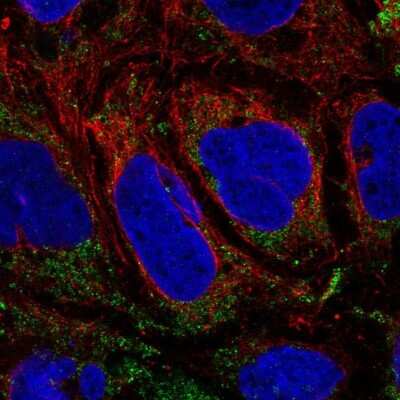 Immunocytochemistry/Immunofluorescence: SLC25A46 Antibody [NBP2-58085] - Staining of human cell line CACO-2 shows localization to mitochondria.