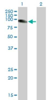 Western Blot: SLC26A2 Antibody [H00001836-B01P] - Analysis of SLC26A2 expression in transfected 293T cell line by SLC26A2 polyclonal antibody.  Lane 1: SLC26A2 transfected lysate(81.29 KDa). Lane 2: Non-transfected lysate.