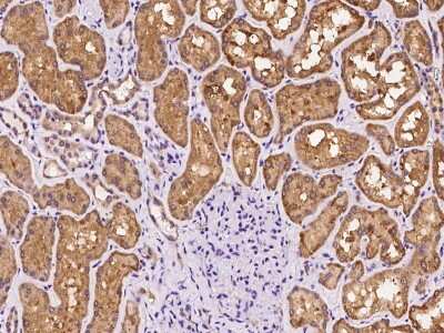 Immunohistochemistry-Paraffin: SLC26A6 Antibody [NBP2-98638] - Immunochemical staining of human SLC26A6 in human kidney with rabbit polyclonal antibody at 1:100 dilution, formalin-fixed paraffin embedded sections.