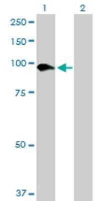 Western Blot: SLC26A6 Antibody [H00065010-B01P] - Analysis of SLC26A6 expression in transfected 293T cell line by SLC26A6 polyclonal antibody.  Lane 1: SLC26A6 transfected lysate(83.38 KDa). Lane 2: Non-transfected lysate.