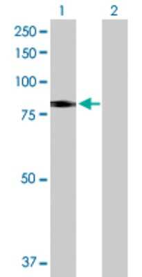 Western Blot: SLC26A6 Antibody [H00065010-D01P] - Analysis of SLC26A6 expression in transfected 293T cell line by SLC26A6 polyclonal antibody.Lane 1: SLC26A6 transfected lysate(82.80 KDa).Lane 2: Non-transfected lysate.
