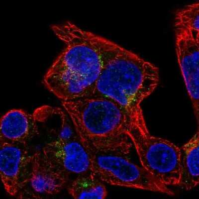 Immunocytochemistry/Immunofluorescence: SLC29A3 Antibody [NBP2-58230] - Staining of human cell line Hep G2 shows localization to the Golgi apparatus & vesicles. Antibody staining is shown in green.