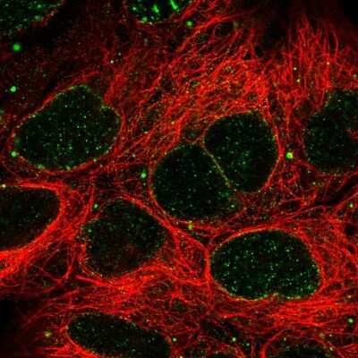 Immunocytochemistry/Immunofluorescence: SLC2A13 Antibody [NBP1-83245] - Immunofluorescent staining of human cell line HEK 293 shows localization to nuclear membrane.