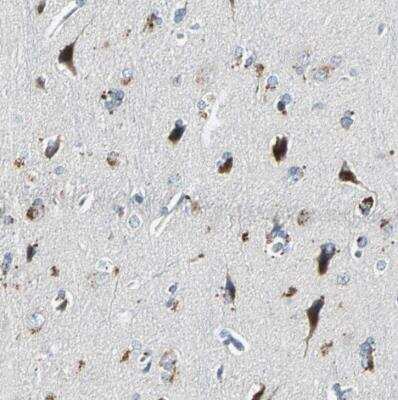 Immunohistochemistry-Paraffin: SLC2A13 Antibody [NBP1-83245] - Staining of human cerebral cortex shows strong cytoplasmic positivity in neuronal cells.