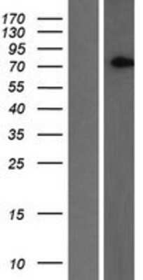 Western Blot: SLC2A13 Overexpression Lysate (Adult Normal) [NBP2-05842] Left-Empty vector transfected control cell lysate (HEK293 cell lysate); Right -Over-expression Lysate for SLC2A13.