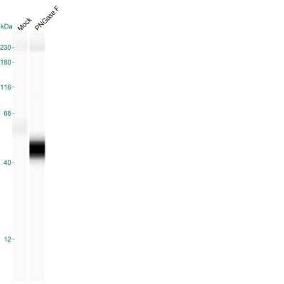Simple Western: SLC2A7 Antibody [NBP1-81821] - Simple Western analysis of SLC2A7 in TC7 cells using SLC2A7 antibody. Cells were untreated or treated with Rapid PNGase F. Note: Deglycosylation of the protein is necessary to enhance the detection in Simple Western. Image from verified customer review.