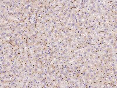 Immunohistochemistry-Paraffin: SLC30A10 Antibody [NBP2-97795] - Staining of human SLC30A10 in human liver with rabbit polyclonal antibody at 1:500 dilution.