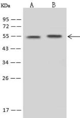 Western Blot: SLC30A10 Antibody [NBP2-97795] - Lane A: Mouse brain tissue lysate Whole Cell LysateLane B: U-251 MG Whole Cell LysateLysates/proteins at 30 ug per lane.SecondaryGoat Anti-Rabbit IgG (H+L)/HRP at 1/10000 dilution.Developed using the ECL technique.Performed under reducing conditions.Predicted band size:53 kDaObserved band size:54 kDa