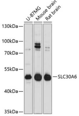 Western Blot SLC30A6 Antibody - Azide and BSA Free