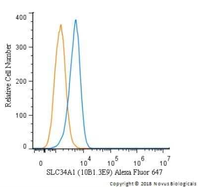 Flow Cytometry: SLC34A1 Antibody (10B1.3E9) - Azide and BSA Free [NBP2-80953] - An intracellular stain was performed on Hek293 cells with SLC34A1 Antibody [10B1.3E9] NBP2-42216AF647 (blue) and a matched isotype control (orange). Cells were fixed with 4% PFA and then permeabilized with 0.1% saponin. Cells were incubated in an antibody dilution of 5 ug/mL for 30 minutes at room temperature. Both antibodies were directly conjugated to Alexa Fluor 647.