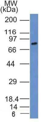 Western Blot: SLC34A1 Antibody (10B1.3E9) - Azide and BSA Free [NBP2-80953] - WB detection of SLC34A1 /NPTIIa protein in a lysate of mouse thymus using SLC34A1 clone 10B1.3E9 at its 1:500 dilution. The antibody detected a single specific band at ~80 kDa representing the glycosylated form of SLC34A1 protein. Image from the standard format of this antibody.