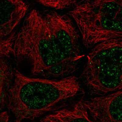 Immunocytochemistry/ Immunofluorescence SLC35A4 Antibody - BSA Free