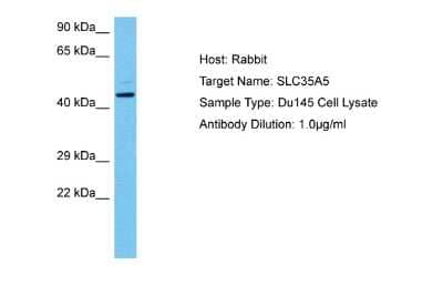 Western Blot: SLC35A5 Antibody [NBP2-88300] - Host: Rabbit. Target Name: SLC35A5. Sample Tissue: Human Du145 Whole Cell lysates. Antibody Dilution: 1ug/ml