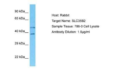 Western Blot: SLC35B2 Antibody [NBP2-83547] - Host: Rabbit. Target Name: SLC35B2. Sample Type: 786-0 Whole Cell lysates. Antibody Dilution: 1.0ug/ml