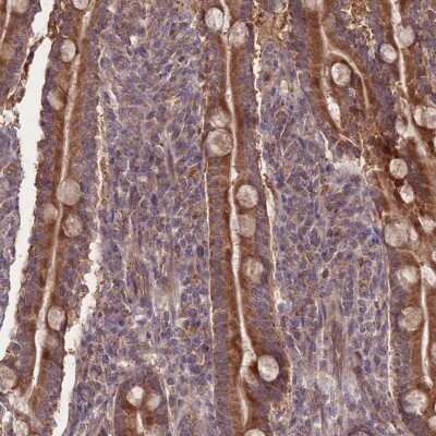 Immunohistochemistry-Paraffin SLC35B4 Antibody - BSA Free