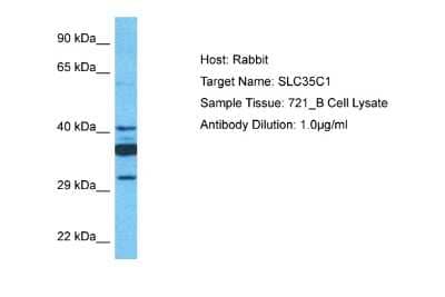 Western Blot: SLC35C1 Antibody [NBP2-85749] - Host: Rabbit. Target Name: SLC35C1. Sample Type: 721_B Whole Cell lysates. Antibody Dilution: 1.0ug/ml