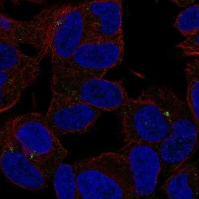 Immunocytochemistry/Immunofluorescence: SLC35D3 Antibody [NBP2-57003] - Staining of human cell line SH-SY5Y shows localization to microtubule organizing center.