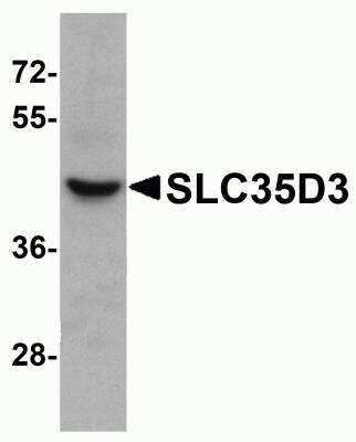 Western Blot SLC35D3 Antibody - BSA Free