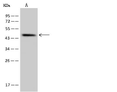 Western Blot: SLC35E1 Antibody [NBP2-97796] - Anti-SLC35E1 rabbit polyclonal antibody at 1:500 dilution. Lane A: U251MG Whole Cell Lysate Lysates/proteins at 30 ug per lane. Secondary Goat Anti-Rabbit IgG (H+L)/HRP at 1/10000 dilution. Developed using the ECL technique. Performed under reducing conditions. Predicted band size: 45 kDa. Observed band size: 45 kDa