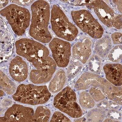 Immunohistochemistry-Paraffin SLC35E2B Antibody - BSA Free