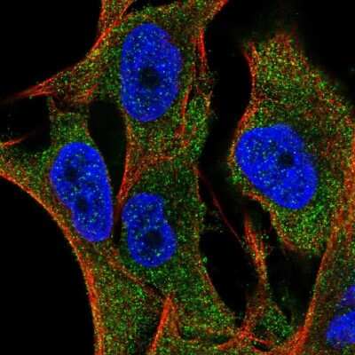 Immunocytochemistry/ Immunofluorescence SLC35G2 Antibody - BSA Free