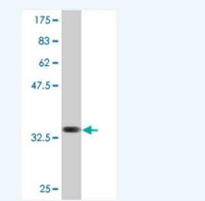 Western Blot: SLC36A2 Antibody (2B7) [H00153201-M12] - Detection against Immunogen (33.55 KDa) .