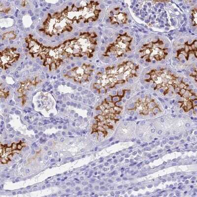 <b>Orthogonal Strategies Validation. </b>Immunohistochemistry-Paraffin: SLC36A2 Antibody [NBP1-92401] - Staining of human kidney shows high expression.