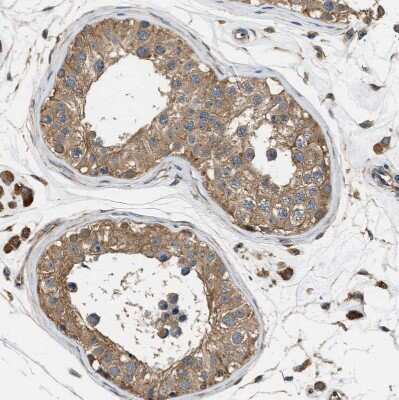 Immunohistochemistry-Paraffin: SLC36A4 Antibody [NBP1-81931] - Staining of human testis shows moderate cytoplasmic positivity in cells in seminiferous ducts.