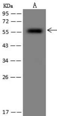 Western Blot SLC37A3 Antibody - BSA Free