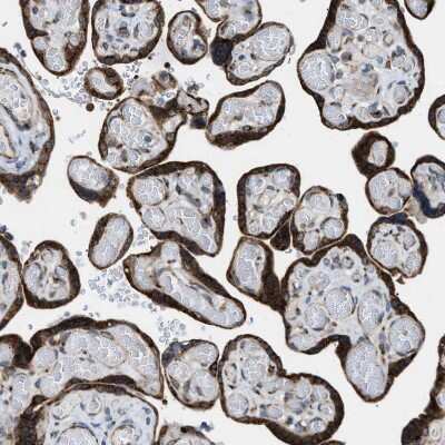 Immunohistochemistry-Paraffin SLC38A10 Antibody - BSA Free