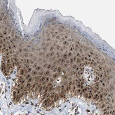 Immunohistochemistry-Paraffin SLC38A10 Antibody - BSA Free