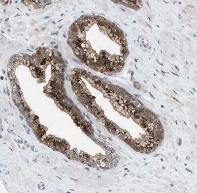 Immunohistochemistry-Paraffin SLC38A10 Antibody - BSA Free