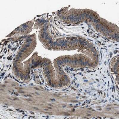 Immunohistochemistry-Paraffin SLC38A10 Antibody - BSA Free