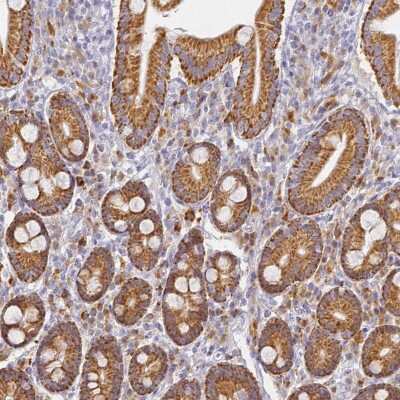 Immunohistochemistry-Paraffin SLC38A9 Antibody - BSA Free
