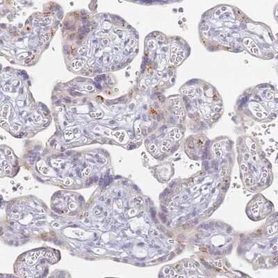 Immunohistochemistry-Paraffin SLC38A9 Antibody - BSA Free