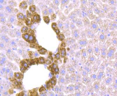 Immunohistochemistry-Paraffin: SLC39A12 Antibody [NBP2-75665] - Analysis of paraffin-embedded mouse liver tissue using anti-ZIP12 antibody. Counter stained with hematoxylin.