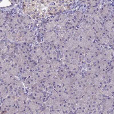 Immunohistochemistry-Paraffin: SLC39A13 Antibody [NBP1-92404] - Staining of human pancreas shows no positivity in exocrine glandular cells as expected.