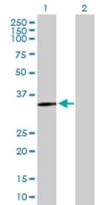 Western Blot: SLC39A13 Antibody [H00091252-B01P] - Analysis of SLC39A13 expression in transfected 293T cell line by SLC39A13 polyclonal antibody.  Lane 1: SLC39A13 transfected lysate(38.40 KDa). Lane 2: Non-transfected lysate.