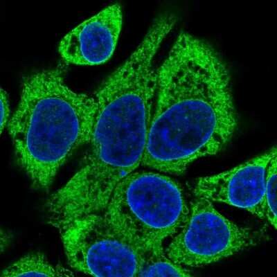 Immunocytochemistry/Immunofluorescence: SLC39A7/ZIP7 Antibody [NBP2-13338] - Staining of human cell line Hep G2 shows localization to endoplasmic reticulum. Antibody staining is shown in green.