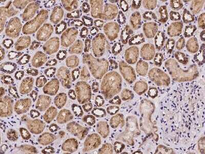 Immunohistochemistry-Paraffin: SLC39A8/ZIP8 Antibody [NBP2-97997] - Immunochemical staining of human SLC39A8/ZIP8 in human kidney with rabbit polyclonal antibody at 1:100 dilution, formalin-fixed paraffin embedded sections.