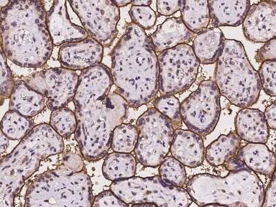 Immunohistochemistry-Paraffin: SLC39A8/ZIP8 Antibody [NBP2-97997] - Immunochemical staining of human SLC39A8/ZIP8 in human placenta with rabbit polyclonal antibody at 1:100 dilution, formalin-fixed paraffin embedded sections.