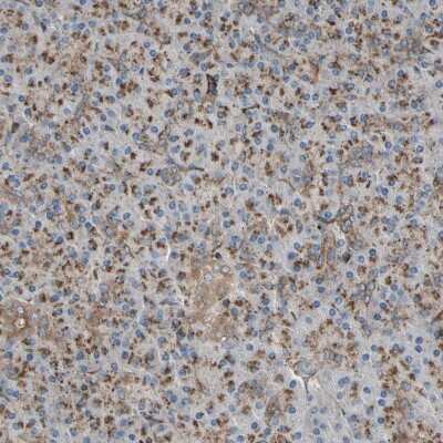 Immunohistochemistry-Paraffin: SLC39A9/ZIP9 Antibody [NBP1-83760] - Staining of human pancreas shows low expression as expected.