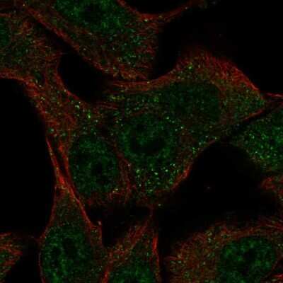 Immunocytochemistry/ Immunofluorescence SLC43A3 Antibody - BSA Free